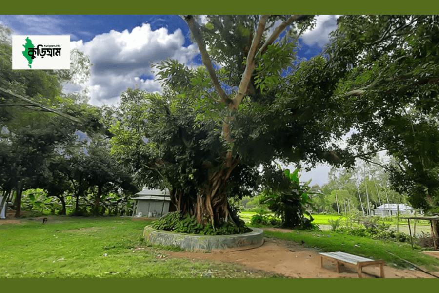 টগরাইহাটের অচিন গাছ